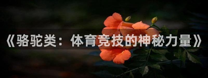 意昂2登录：《骆驼类：体育竞技的神秘力量》